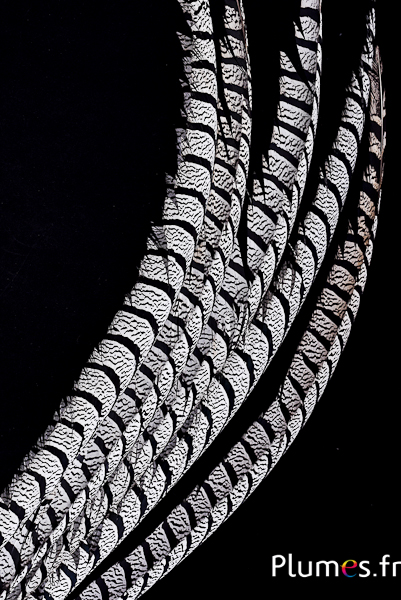 Fazant Lady Armherst - 75-85 cm - natuur